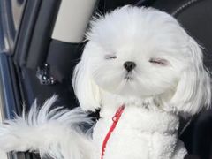 -萌宠之家·腊肠犬·马尔泰·小体犬舍