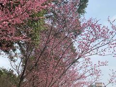 -望江楼公园