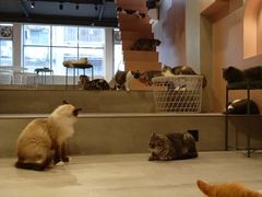 -猫儿山۰猫主题餐厅
