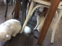 -吉丁鸟咖·异宠·寄养