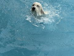 -爪吧宠物乐园 (温榆河示范区店)