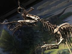 -自贡恐龙博物馆