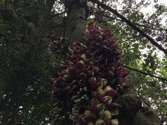 -南宁良凤江国家森林公园