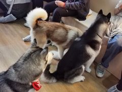 -Husky Go! 哈士奇体验馆·宠物咖啡厅狗咖