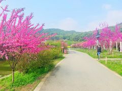 -苏州上方山国家森林公园
