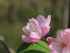 -南汇桃花村