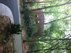 大熊猫繁育研究基地-成都大熊猫繁育研究基地