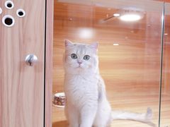 -猫十亿·布偶金渐层·曼基康矮脚猫舍(青年路店)