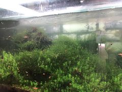 -牛一嘴·兰州牛肉面·大盘鸡(财富中心店)