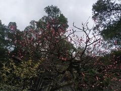 -南山植物园
