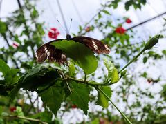 -西双版纳原始森林公园