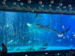 -烟台海昌鲸鲨海洋公园