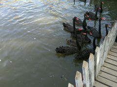 -新疆天山野生动物园