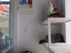 -Anne猫窝咖啡屋