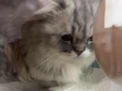 -瑞派康怡24h宠物医院·犬猫医疗中心·微创绝育(瑞景分院)