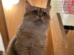 -MOCHA明星猫咖(田子坊店)