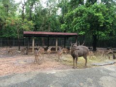 -清迈夜间动物园