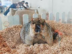 -怪兽屋·羊驼·猫咖·狗咖(俊华广场店)