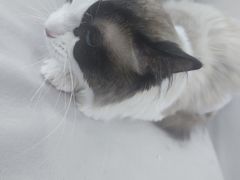 -爱洗澡的猫(望京店)
