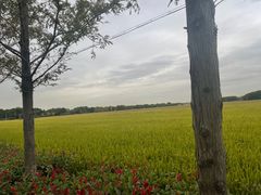 -嘉北郊野公园