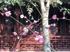 -上海醉白池公园
