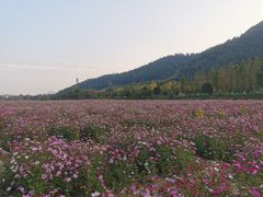 -径山花海