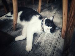 -海边的猫和咖啡馆