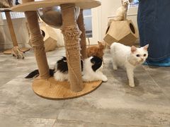 -楼上猫咖(罗湖店)