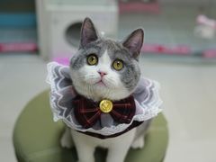 -lincat·猫舍(广州店)
