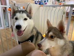 -Husky Go! 哈士奇体验馆·宠物咖啡厅狗咖