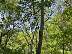 -五女峰国家森林公园