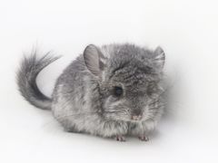 -龙猫仔乐园(惠福东路店)