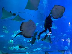 -烟台海昌鲸鲨海洋公园