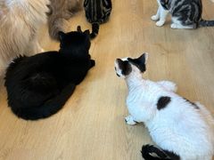 -有喵·猫咖·狗咖·30几只猫10只小狗(岗厦店)