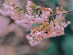 -南山植物园