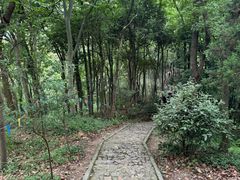 -上海佘山国家森林公园天马山园