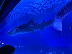 -烟台海昌鲸鲨海洋公园