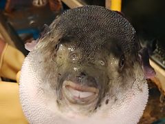 -天正河鲀·河豚亭(大连店)