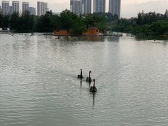 -五缘湾湿地公园