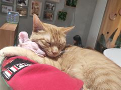 -藏猫猫咖啡主题馆(中央大道店)