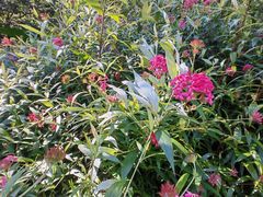 -梧桐山风景名胜区