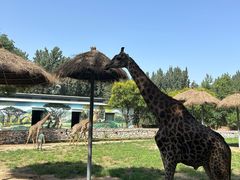 -北京野生动物园