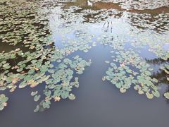 -东莞植物园