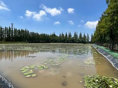 -上海长兴岛郊野公园