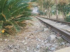 -合肥滨湖国家森林公园