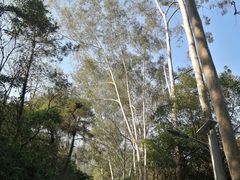 -佛山市三水区大南山森林公园