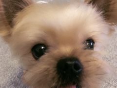 -FAELING PETS美天灵宠物(富力广场店)