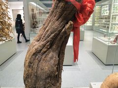 -北京中医药大学-中医药博物馆