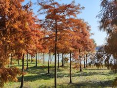 -上海海湾国家森林公园