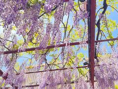 -嘉定紫藤园